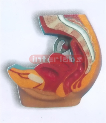 SAGITTAL FEMALE PELVIS